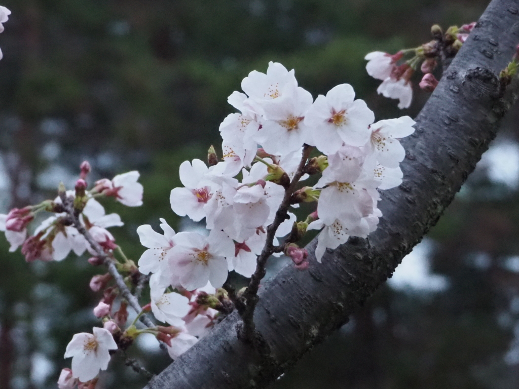 千光寺公園_20230325_06