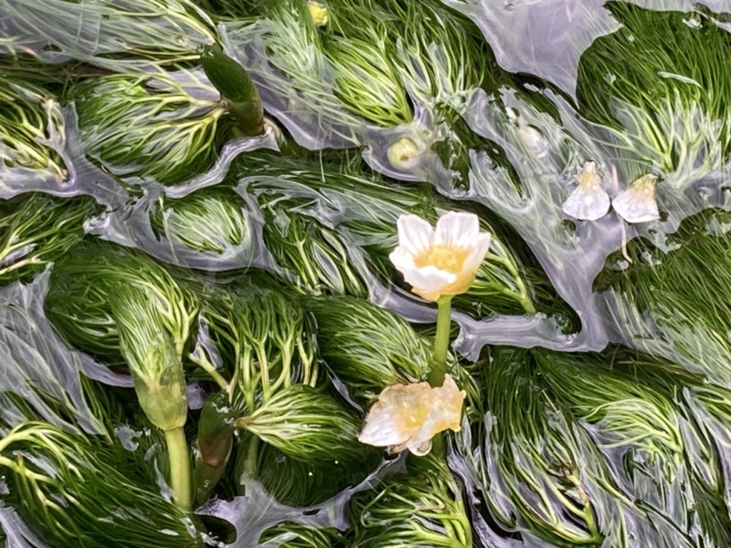 Thumbnail of post image 155